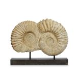 TWO LARGE FOSSILISED AMMONITES, fused together and mounted on an ebonised plinth, the ammonites