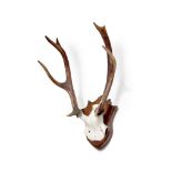 A PAIR OF 8 POINT DEER ANTLERS mounted on a shaped oak shield 42cm wide