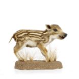 A PRESERVED WILD BOAR PIGLET mounted on a base with sprouting grasses 26cm high