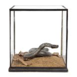 A PRESERVED SNAKE mounted in a cubic five glass case, the coiled snake with head raised and