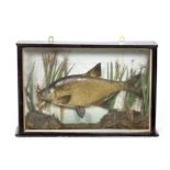 AN ANTIQUE PRESERVED BREAM in an ebonised three glass case, the fish shown within a naturalistic