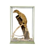 A PRESERVED LIZARD, naturalistically mounted on a tree branch in a five glass case, label for '