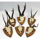 SIX PAIRS OF ROE DEER ANTLER each mounted on an oak shield