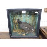 AN OLD TAXIDERMY MOORHEN in a glazed case, the case 34cm wide