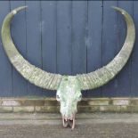 A water buffalo skull and horns,
