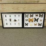 A display case of butterflies, together with a case of insects,