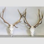 A pair of stag antlers with skulls, one royal, 13 points,