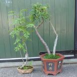A Bonsai ash tree,