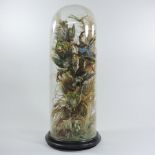 A Victorian taxidermy group of exotic bird, amongst grasses, contained under a glass dome,