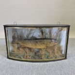 A mid 20th century taxidermy of a brown trout, in a glazed display case, inscribed 'Caught by R. S.