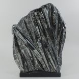 A black stone fossil, 39cm tall,