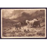 1907 Highland Cattle postcard,