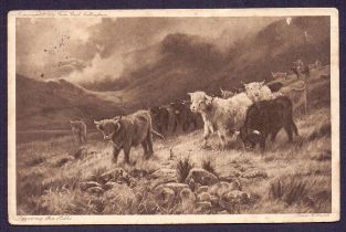 1907 Highland Cattle postcard,