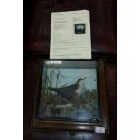 EDWARDIAN TAXIDERMY STUDY OF A DIPPER
standing on a rock by Charles Kirk of Glasgow,