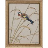 * RALSTON GUDGEON RSW (SCOTTISH 1910 - 1984), GOLDFINCH gouache on paper,