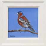 LYNNE JOHNSTONE, CHAFFINCH oil on canvas board, signed,