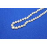 EARLY 20TH CENTURY GRADUATED PEARL NECKLACE the largest pearl 6.5mm, the smallest pearl 2.