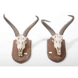 TAXIDERMY: A PAIR OF GAZELLE TROPHY HEADS, 
each with two horns and a scull,