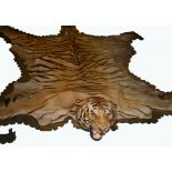 TAXIDERMY: A LARGE EARLY 20TH CENTURY INDIAN TIGER SKIN RUG, c.