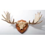 TAXIDERMY: A LARGE SET OF STAG ANTLERS, 
one with ten points, the other with nine,