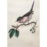 JUNE BUTLER (20TH/21ST CENTURY), Small Bird Perched on a Thorny Branch, signed and dated '85,