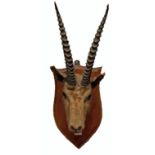 TAXIDEMY: A STUFFED AND MOUNTED GAZELLE HEAD WITH HORNS, 
on shield shaped oak panel, 21in (54cm).