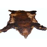 TAXIDERMY: A BROWN BEAR SKIN RUG, 
unmounted with full head and glass eyes, open mouthed with teeth,