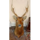 A LARGE STUFFED AND MOUNTED STAG HEAD AND ANTLERS, 43" (110cm) x 16" (41cm).