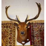 TAXIDERMY: A STUFFED AND MOUNTED STAG HEAD, with antlers, mounted on a shield shaped elm panel,