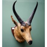 TAXIDERMY: A STUFFED ANTELOPE HEAD, with horns, mounted on a shield shape wooden board,
