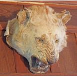 TAXIDERMY, A PRESERVED AND MOUNTED TIGER HEAD, with glass eyes, above a snarling mouth,