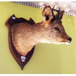 TAXIDERMY: A SMALL PRESERVED AND MOUNTED DEER HEAD, on shield shaped board, 22" (56cm).