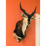 TAXIDERMY: A VERY LARGE STUFFED AND MOUNTED BLACK BUCK ANTELOPE, with long spiral horns,