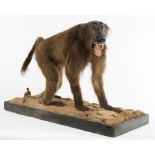 TAXIDERMY: A STUFFED AND MOUNTED MODEL OF A BABOON, standing on all fours, snarling,