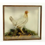 TAXIDERMY.  A HEN PHEASANT MOUNTED ON ROCKY BASE WITH MOSS AND GRASSES, BEARING PRINTED LABEL 'E.F