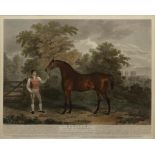 J. SCOTT AFTER CLIFTON TOMSON - PORTRAIT OF THE RACEHORSE ORVILLE, AQUATINT, HAND COLOURED,