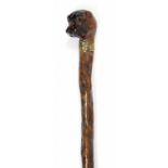 A BRIAR WOOD WALKING CANE THE POMMEL CARVED AS THE HEAD OF A DOG WITH GLASS EYES IN BRASS COLLAR,