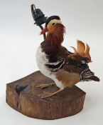 A taxidermy of a Mandarin duck on stump base, converted into a lamp,
