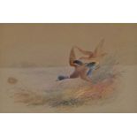 James Stinton
Two mallards in flight
Watercolour and bodycolour
Signed lower right
10.5cm x 16.