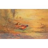James Stinton
Two pheasants in a landscape
Watercolour and bodycolour
Signed lower left 
11.