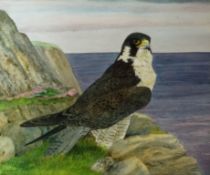 Jacqui Franks, 20th century
Peregrine Falcon on the cliff tops
Watercolour and bodycolour
37cm x 31.