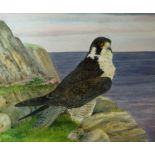 Jacqui Franks, 20th century
Peregrine Falcon on the cliff tops
Watercolour and bodycolour
37cm x 31.