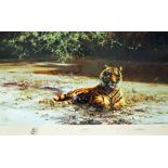 David Shepherd Indian siesta Coloured print Signed in pencil lower right and numbered 89/1300 49cm