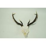 A stags skull and antlers each with five points,