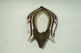 A donkey collar, painted in maroon and white,