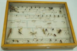 A specimen case containing various insects 45cm x 35cm.
