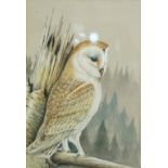 Basil W Wright Barn owl Watercolour Signed lower right 24.