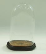 An oval glass dome on ebonised base, 52cm high, overall 18.