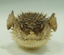 A 20th century taxidermy puffer fish converted to a lampshade
