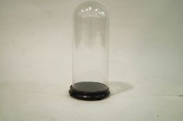 An early 20th Century Taxidermy/clock glass dome on a black ebonised base on bun feet,